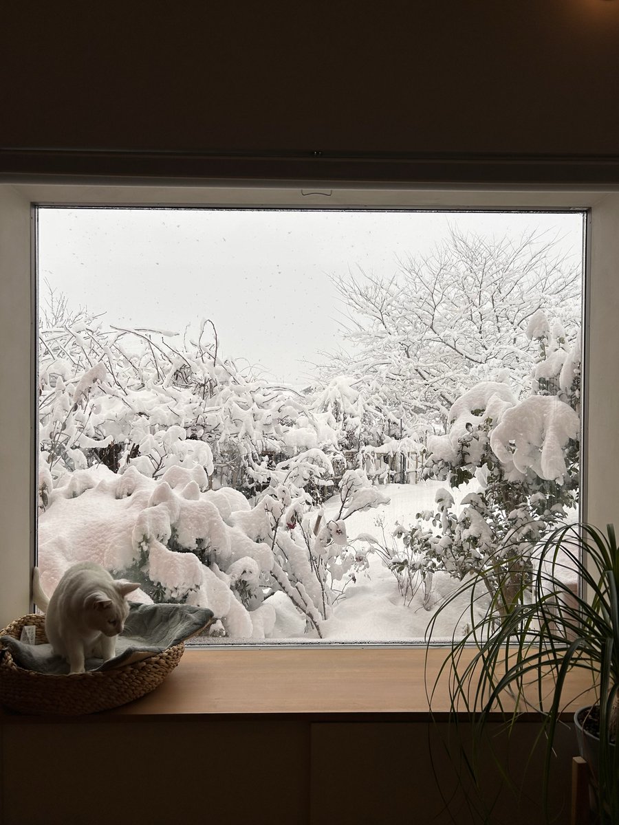 水 (@mizcosan) on Twitter photo 