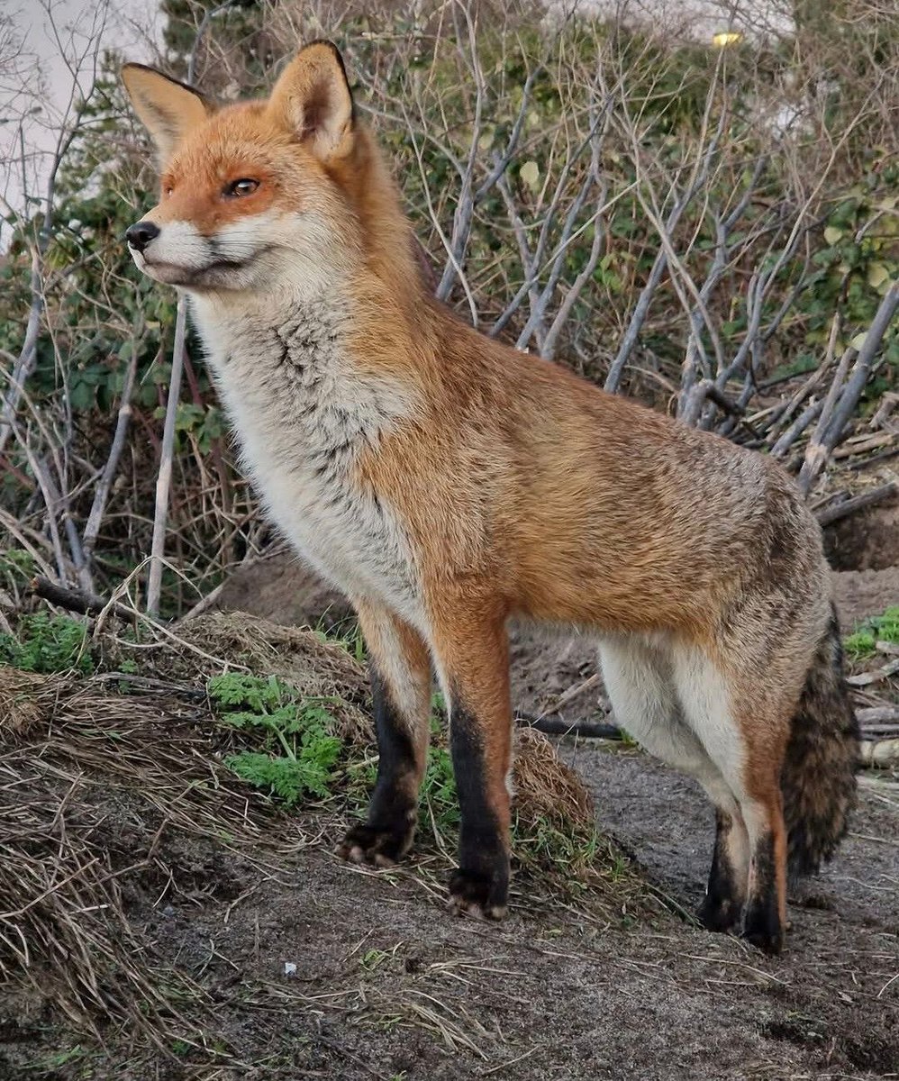 Good morning . Your #FoxOfTheDay today from @ceidil.bsky.social !