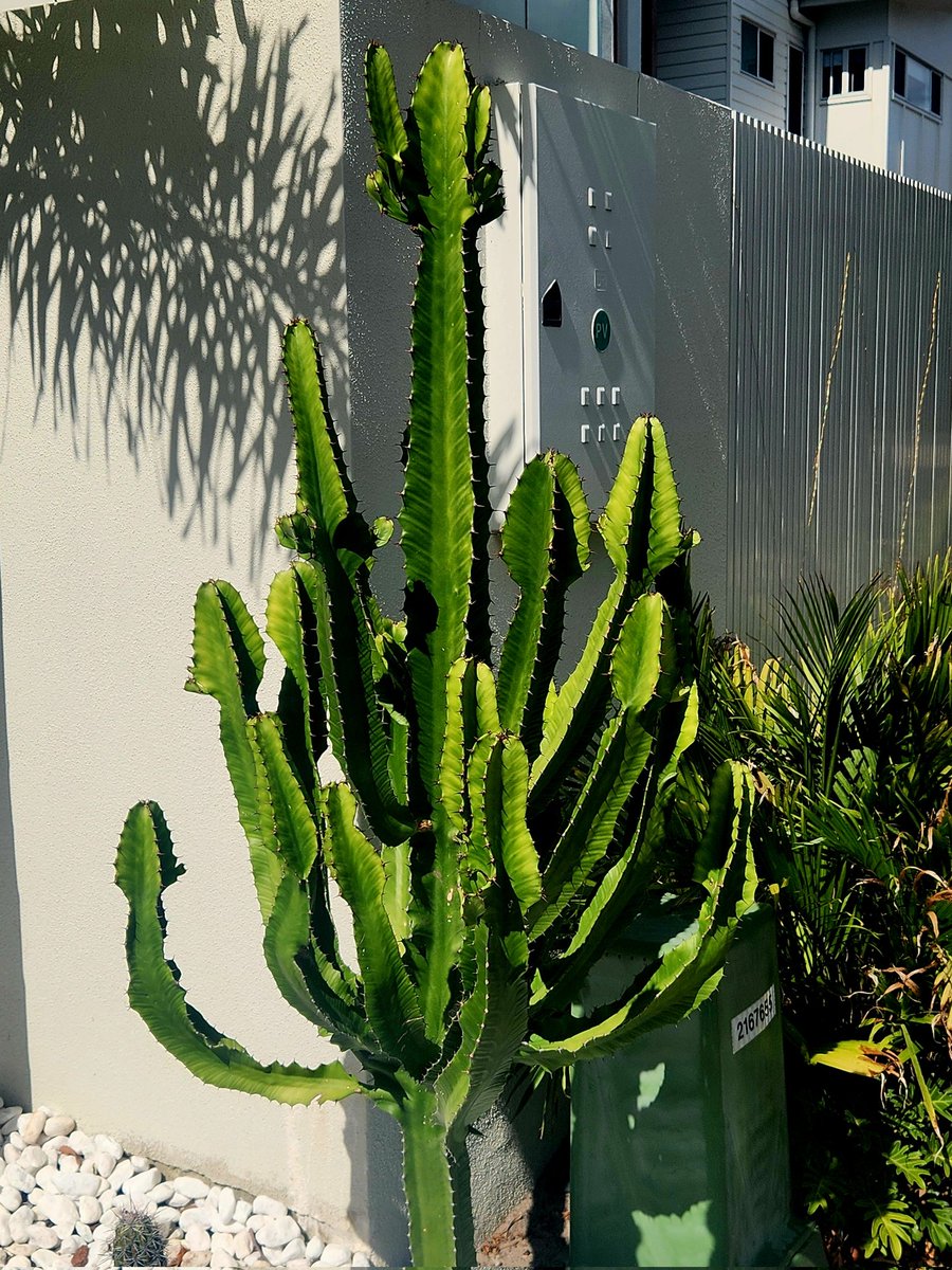 Sunflower123 tweet media