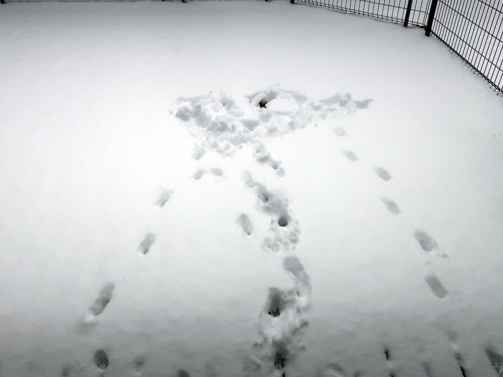 それにしても、こさびが雪の上を歩くとキツネのようにエレガントな足跡