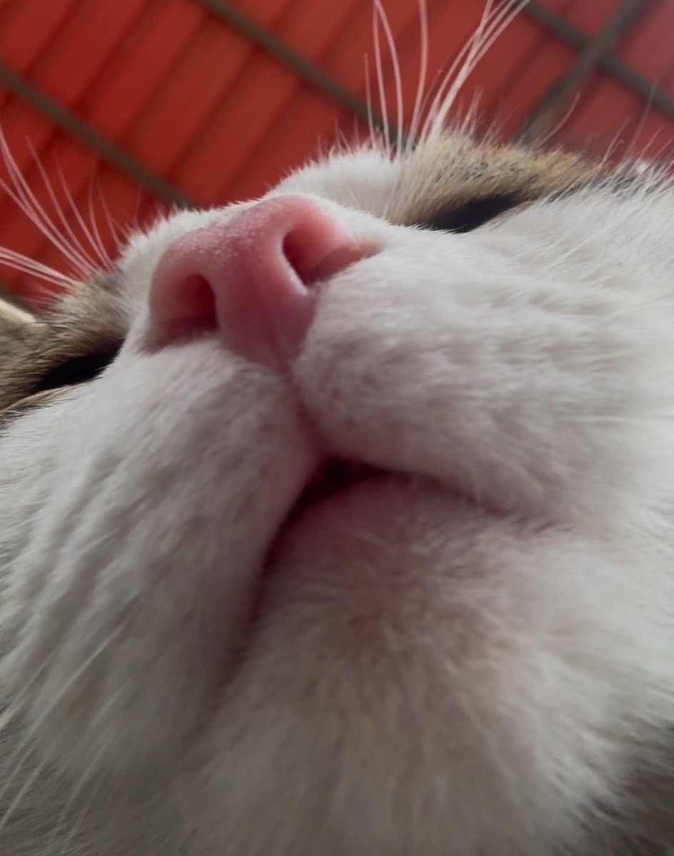 Bu çocuk benim oğlum beni görünce “mama” diyerek yanıma koşuyor anne diyor yani i’m a mommy. Mamacita