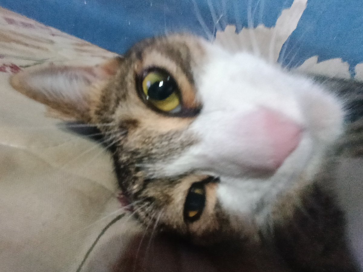 Matteop_0's tweet image. Che el tiktok se esta volviendo medio gotico, estoy escuchando mas a type o negative, el mundo q quiere?