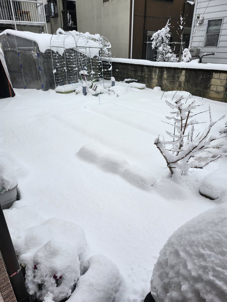 しらす tweet media