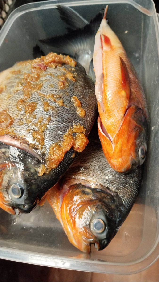 Mau di Bakar tapi kok takut ya mata nya Ngeliatin trs gak berkedip😂🤣