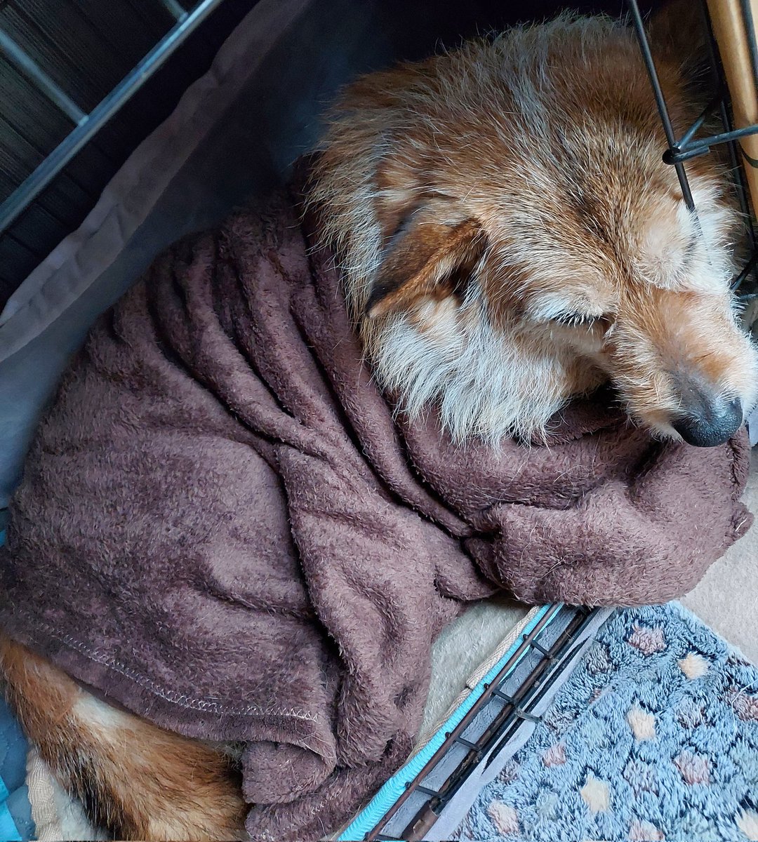 ブランケットを被るのを気に入ったテリィ。
今日散歩から帰ってから、ずーっとコレ😅

#犬好きさんと繋がりたい
#犬との暮らし
#昔保護犬今過保護
#雑種犬