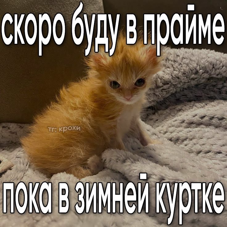 aychgiguf's tweet image. я