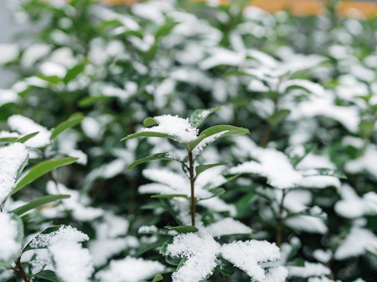 ironspring's tweet image. 朝は雪で寒くて午後からは風が冷たかった