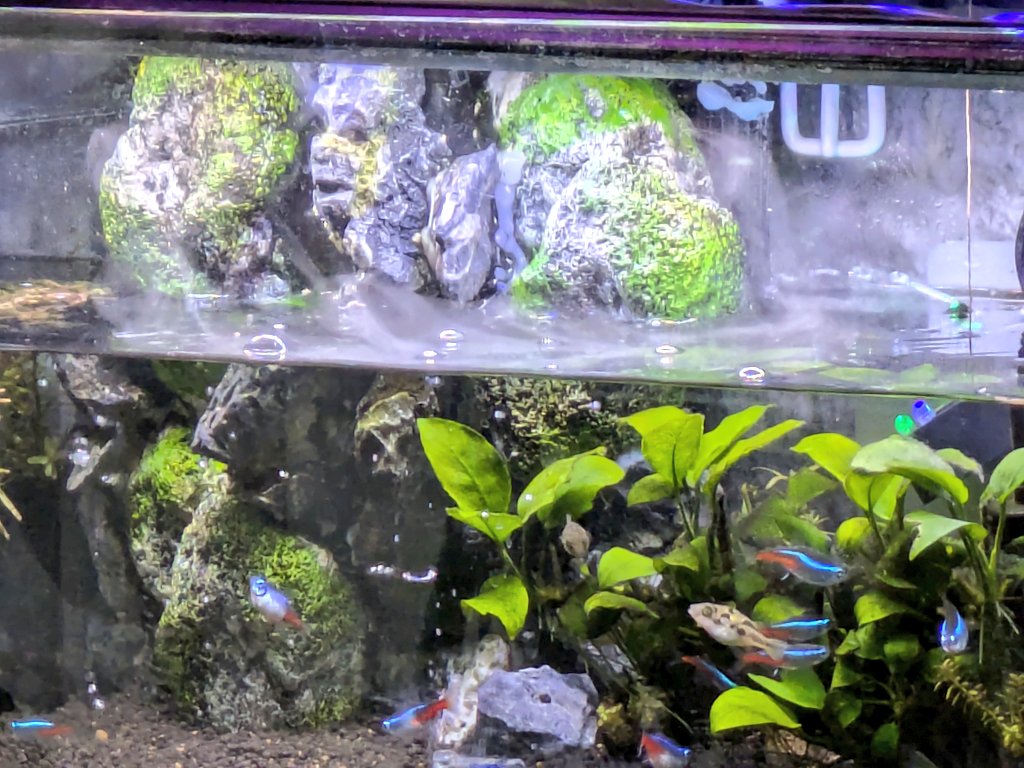 滝を再現した60cm水槽の岩が顔に見える👀