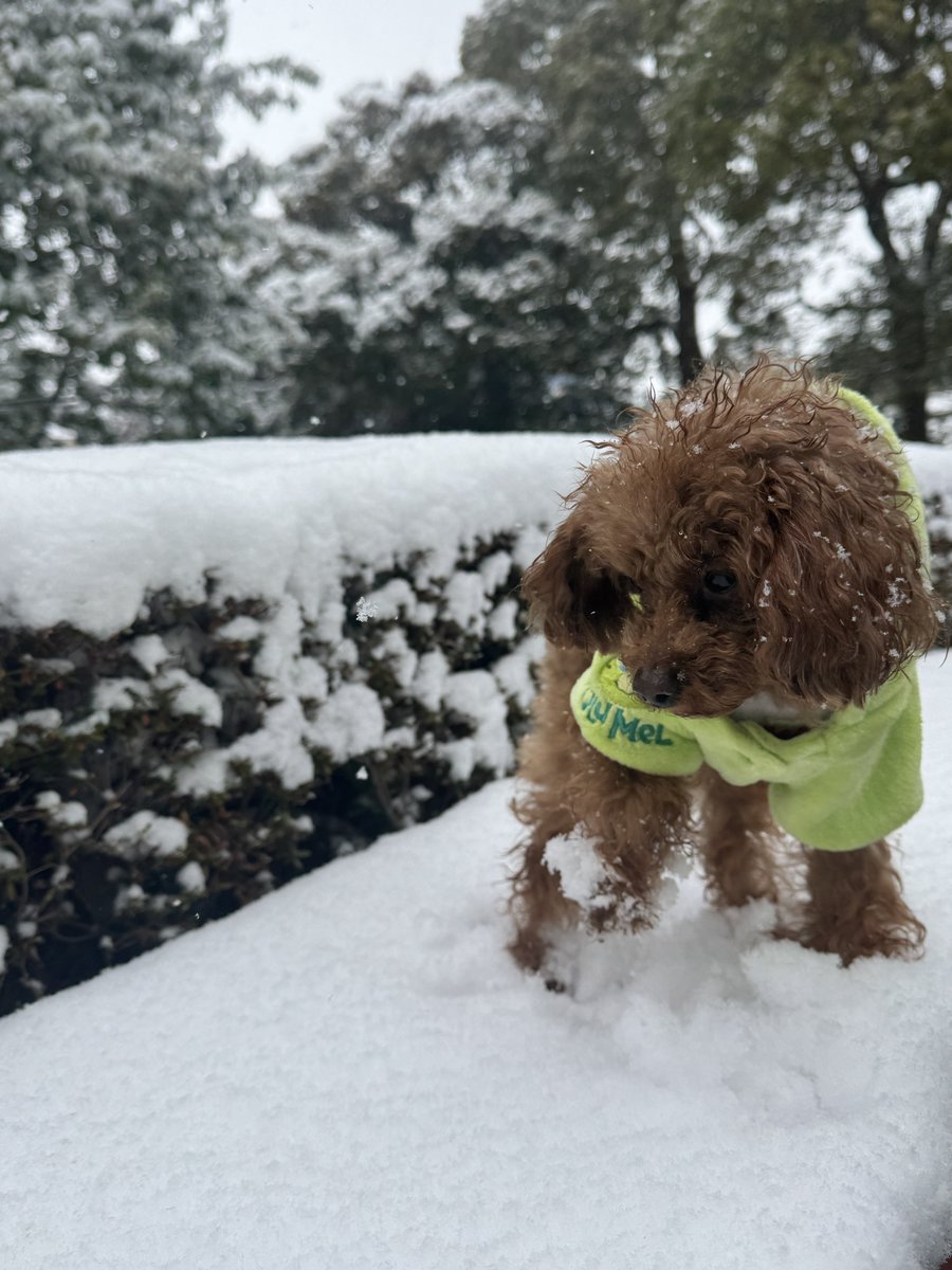 Adult_PeterPan's tweet photo. すごい雪。
ディズニーにお散歩 https://t.co/A6W3klpEpy