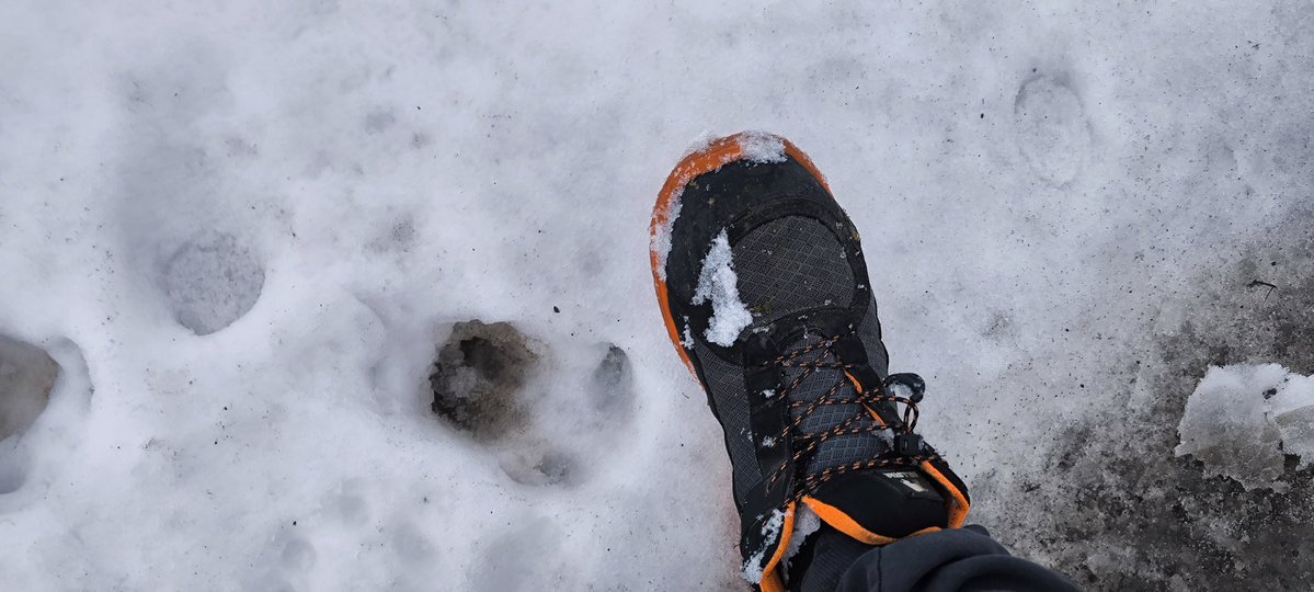 Gar nicht so ganz klein der Keiler grunz grunz 🐗