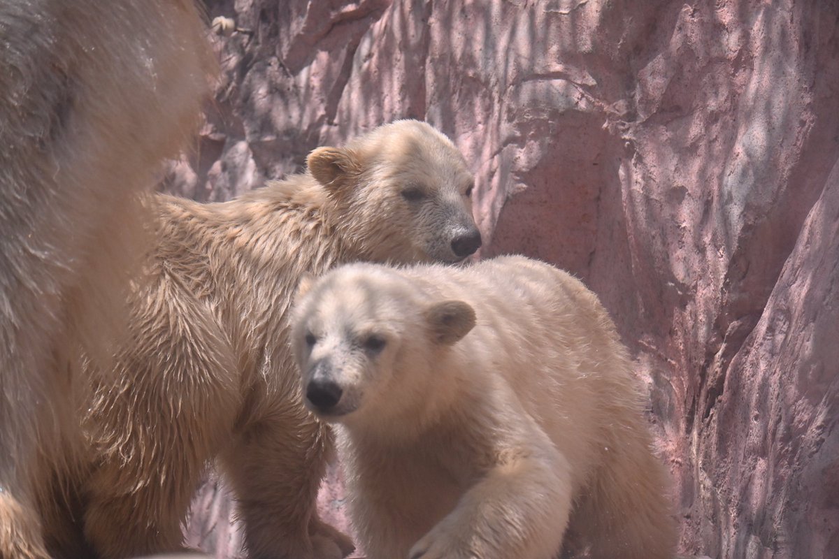 そらちゃんとくうちゃんの写真 今なら分かる、、、たぶん。 手前がそらちゃん、奥がうみくん。 頭頂部