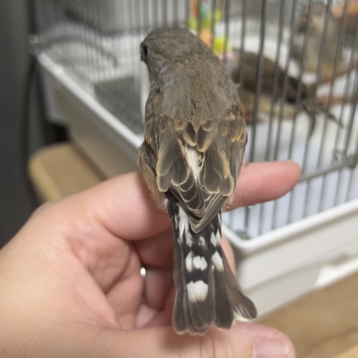 がま口ショップ ハミングバード (@hummingbird0422) / Posts / X