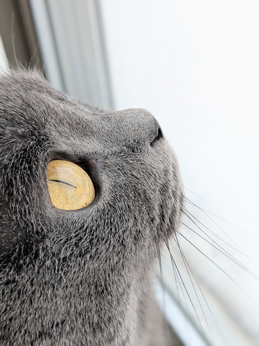 たぬを (@nekonotanukikun) / Posts / X