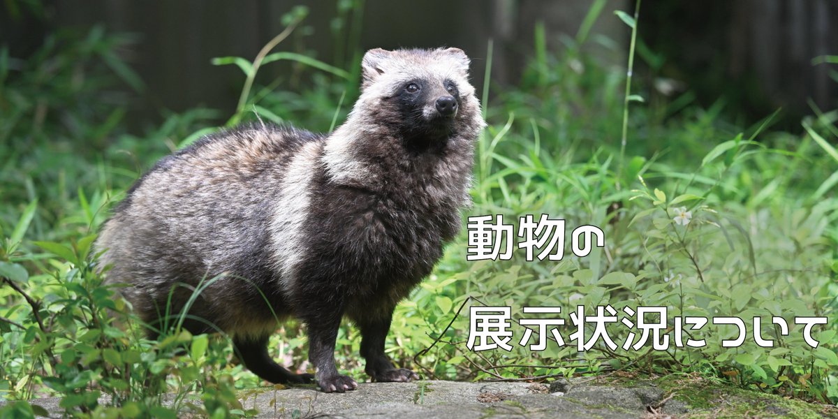 ZOORASIA_office's tweet photo. 【ご来園予定の方へ】 当園のホームページにて、動物展示の時間変更やお休みについてお知らせしています。ご来園の際にはご確認ください。 
※記載していない動物も、体調管理などの理由により、急遽展示をお休みする場合などがございます。

お知らせページはこちら⇒https://t.co/x9Qi8nqQTG https://t.co/aMIFwcZSku
