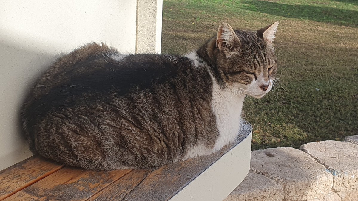 CatsEastTLV's tweet photo. חבר מפואר ושבע-ימים בעגלת קפה בפארק הלאומי רמת גן. שלב א': התפחה. שלב ב': אפייה
#להחמיד_את_הפיד #פידחתולים https://t.co/j6lyw946Dh
