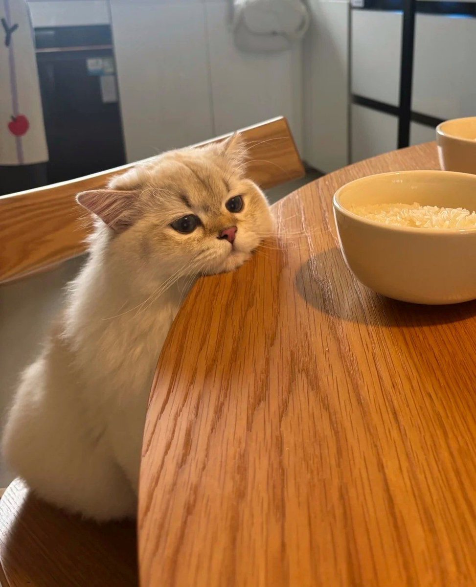 ShouldHaveCat's tweet image. 🙁