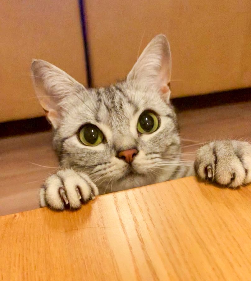 cat_anko3's tweet image. 夫に切られた爪を見せてくるねこ