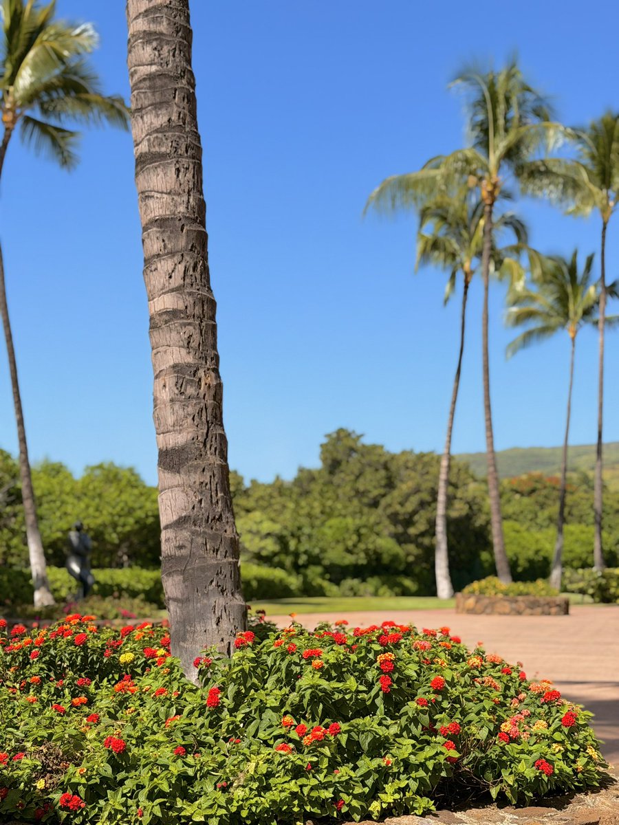 Versus ✨🌸 tweet media