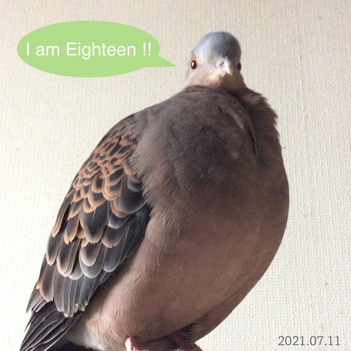 5年前に18歳になったけど選挙権はもらえなかった子🐦

寒くて家から出たくないのも分かるけど、そんなの大人がしていい言い訳じゃないからね。
入れたい人がいても、いなくても、それでも考えて自分なりの答えを票にするんです。

行きましょう、投票！必ずね！