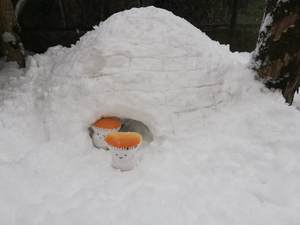 過去に投稿があったかもと思いつつ楽しく雪遊び❄️
途中で断念した。
#くすまも