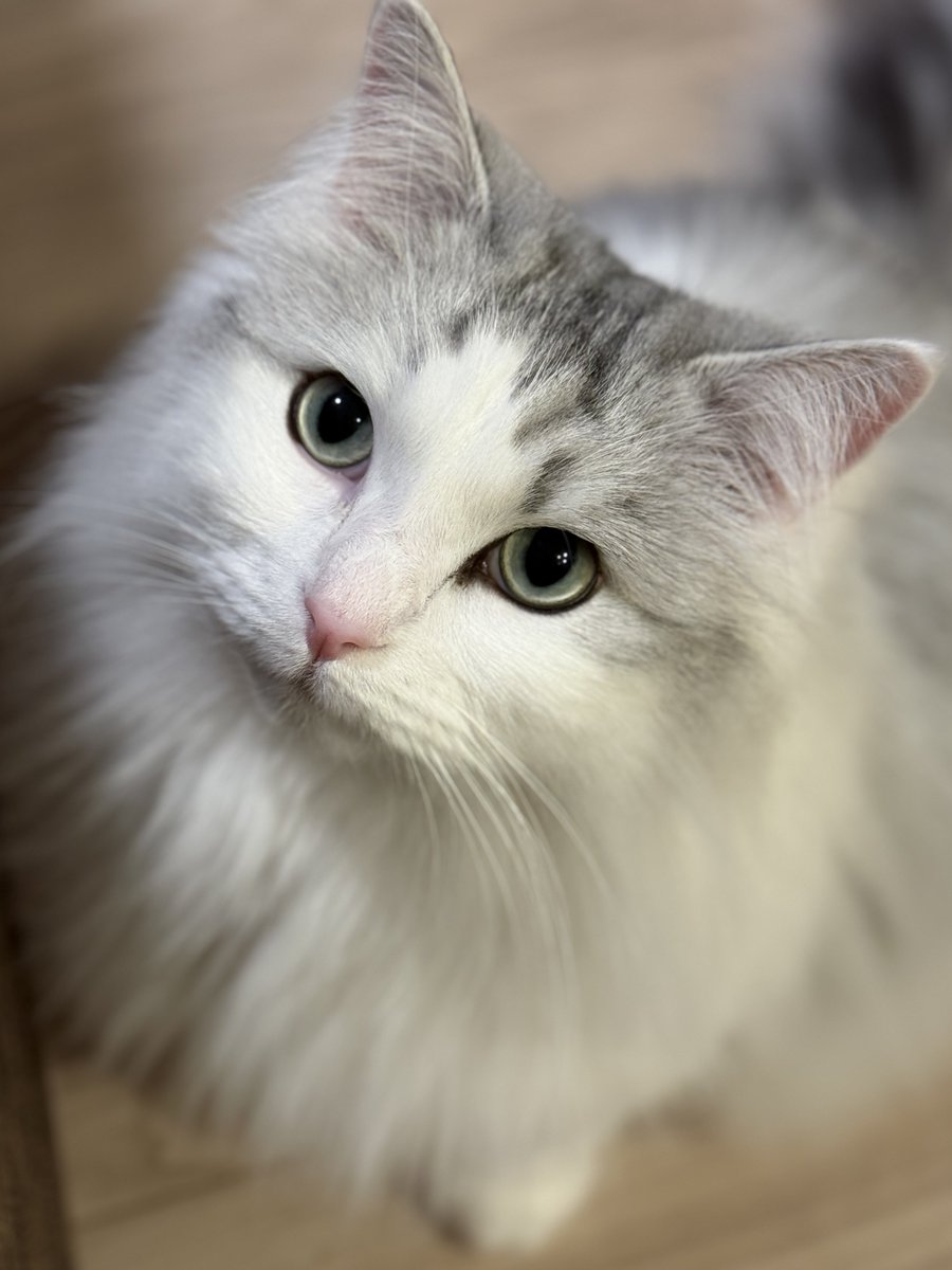 ロイくん🐾 (@roikun_cat) / Posts / X