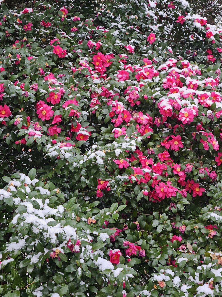 gaugerijp's tweet photo. 雪の植物園、圧倒的に良い https://t.co/NRjyNRM8uV