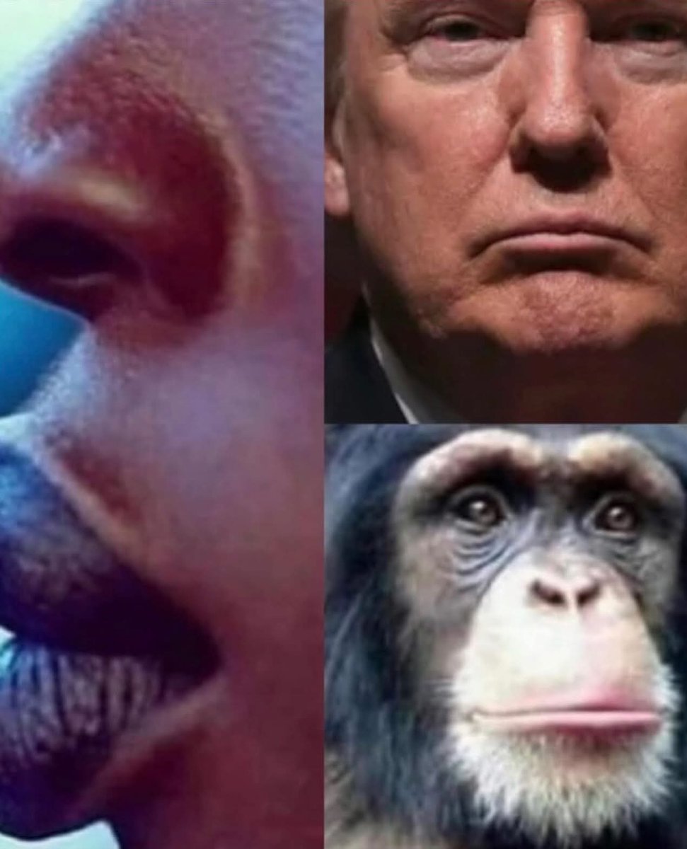 Bpog13's tweet photo. @WallStreetMav One is racist other is fact. Europeans carry monkey dna. (Neanderthal) https://t.co/siw1kHtOHZ