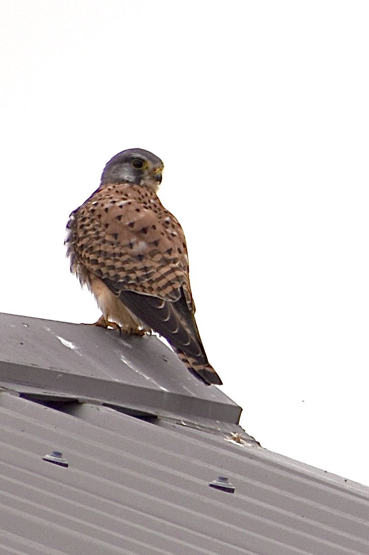 畑に何かいるのに気づき、とりあえず１枚撮らせて貰ったところ、貴方チョウゲンボウさんでいらしたのですね。近くにいたカラスの鳴き声に反応して民家の屋根に移動した後、すぐさま飛び去って行った為、見失ってしまいました。残念。もっとじっくり観察したかったです。これで撮影した野鳥は６６種目🦅