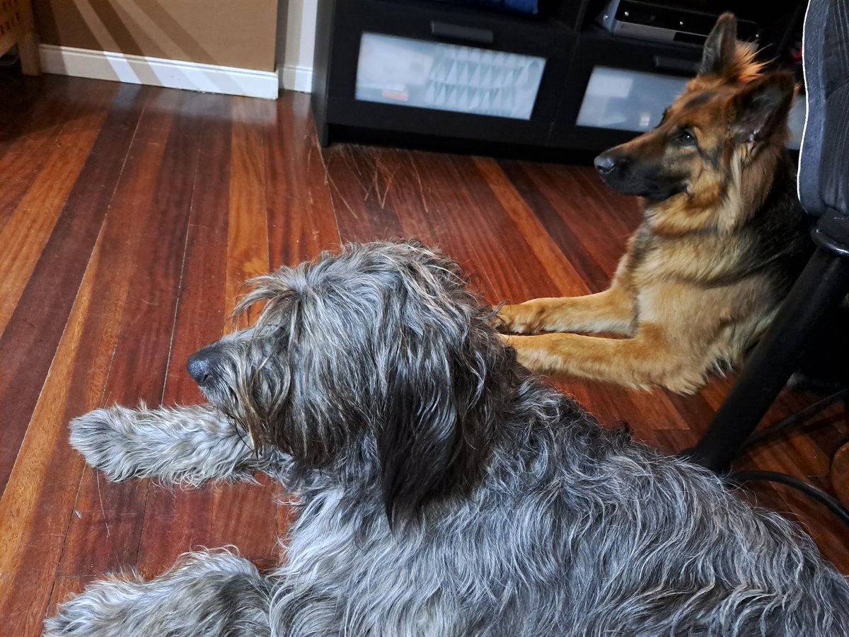 JAVIER SILVEIRA tweet media