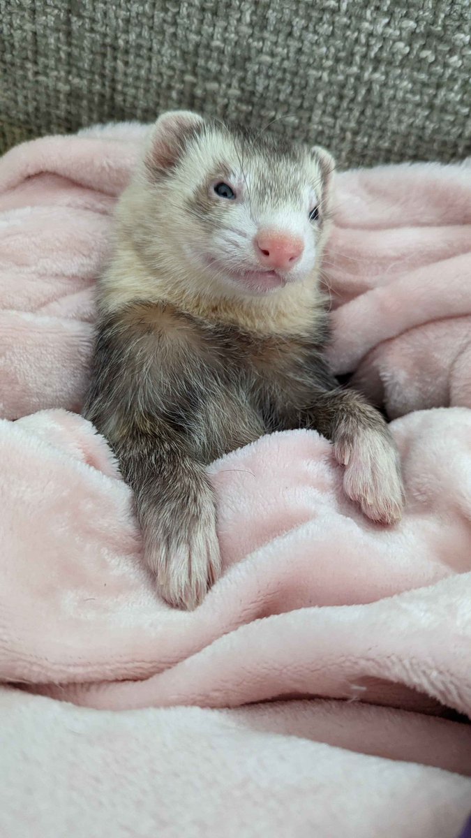 Ferret Every Hour (@ferretperhour) on Twitter photo 