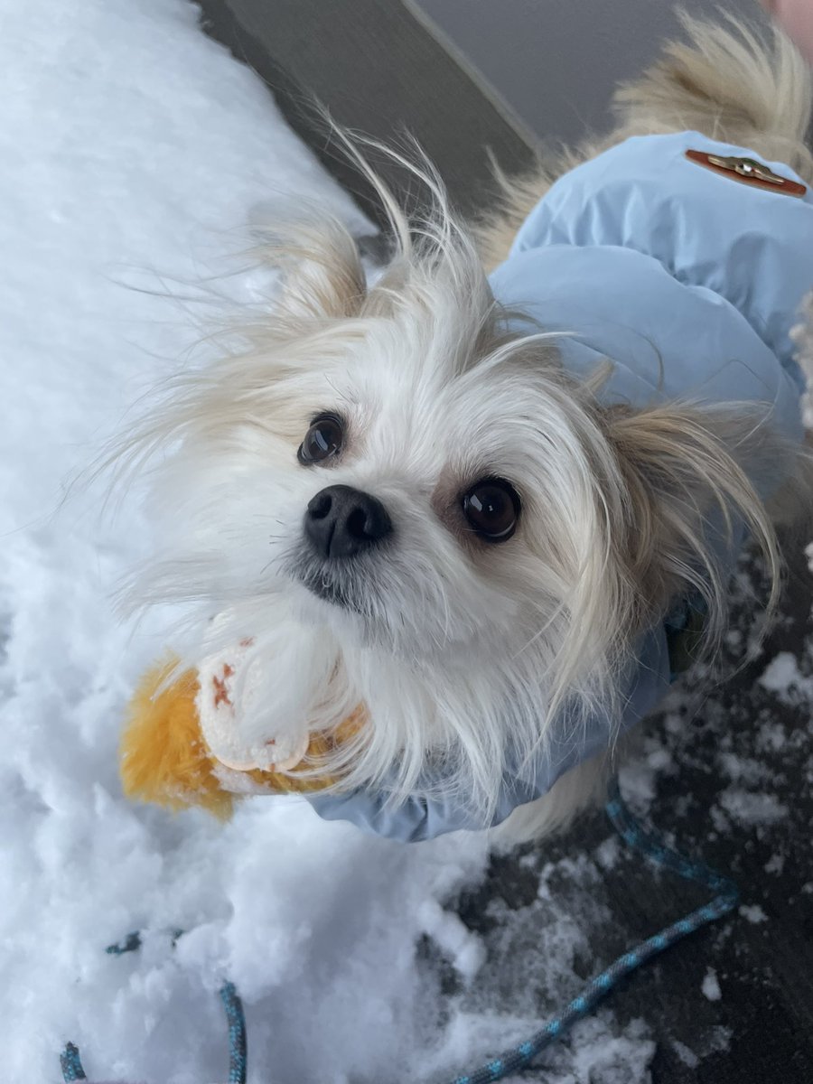 めろめろになる犬 (@meloko_dog) / Posts / X