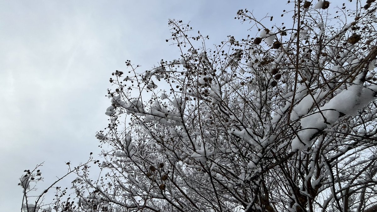 ochamedandy's tweet photo. 立春を過ぎて大雪。滑り台に雪だるま。雪化粧の百日紅。古民家に氷柱。ここは東京23区でも豪雪地帯。帰宅して部屋から眺める雪化粧をブルックナーの交響曲5番とともに。 https://t.co/1JvtFvaZeK