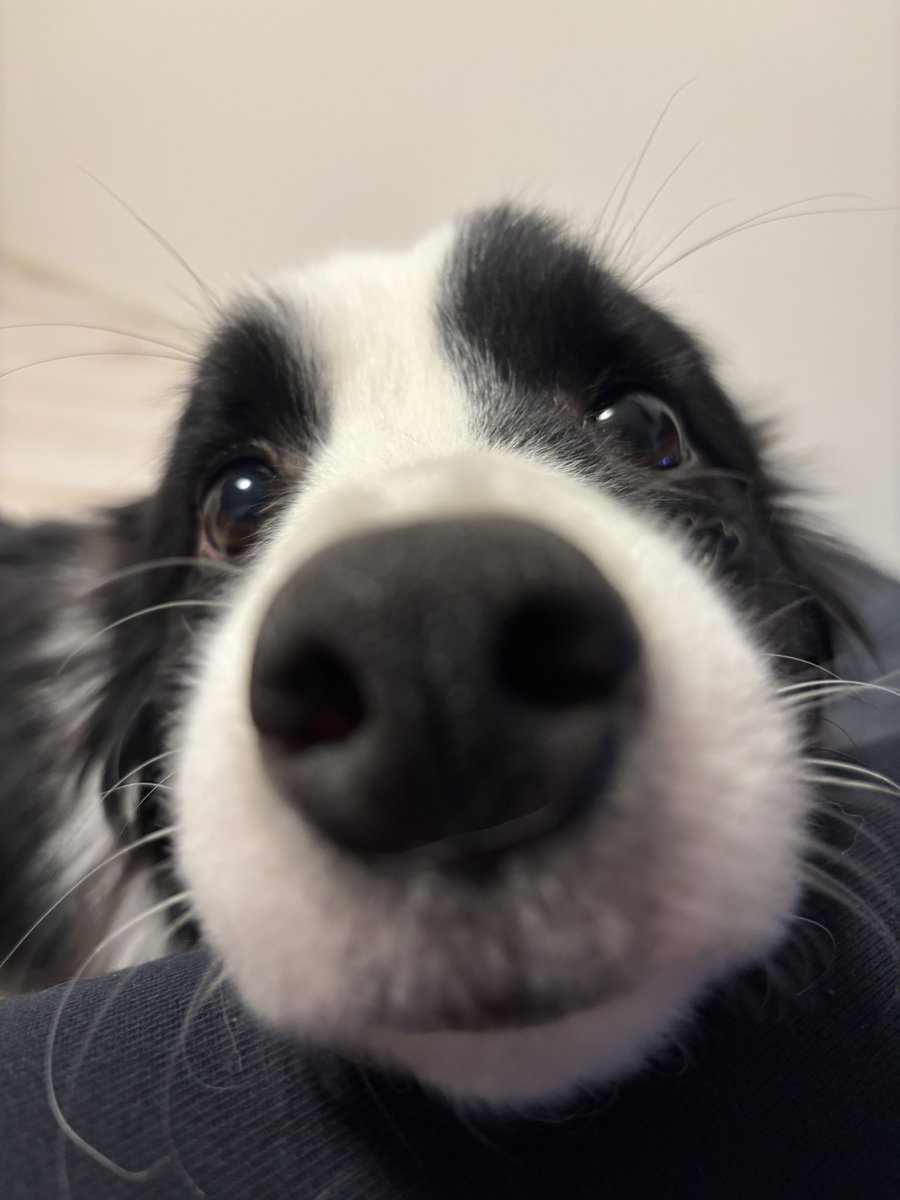 犬、あたたかくてたすかる