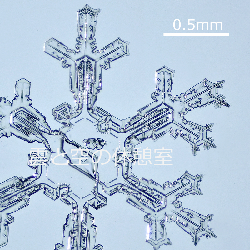 先日の志賀遠征での雪結晶。 顕微鏡で見る結晶は、繊細で脆い精巧な