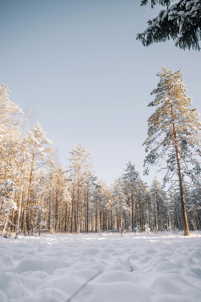 purenature_1's tweet photo. White and bright ❄️ #winter #snow https://t.co/Bq0skwuSie