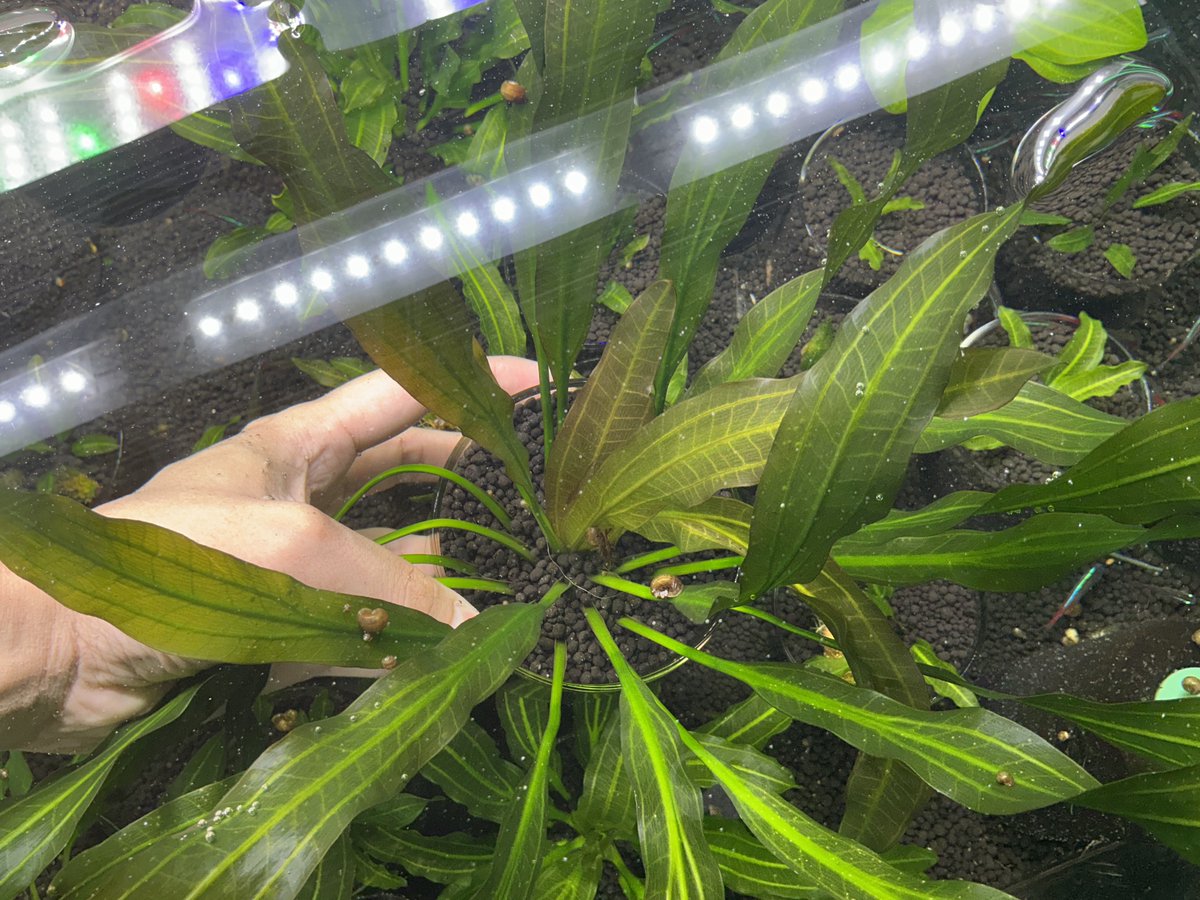 エキノドルス ダークグリーン ホレマニー Wild増殖株 子株が1株取れた