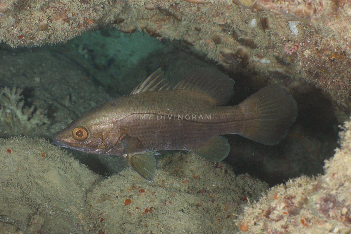 アカメモドキ全開きちゃ！！！！！
