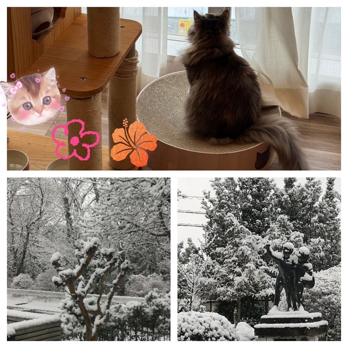 m_ssh1005's tweet photo. この辺りこんなに雪降ったのは何年ぶりかなぁ!?❄☃うちのふうちゃん🐈️が雪景色を楽しんでましたねぇ〜✨😊🥰 https://t.co/ycyQIYwcg1