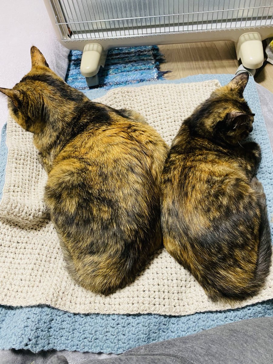 ニコナツ(Nikonatsu) (@honeybee172) / Posts / X