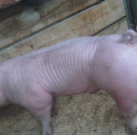 Milk Ape 🦍 (@milk__ape) on Twitter photo 