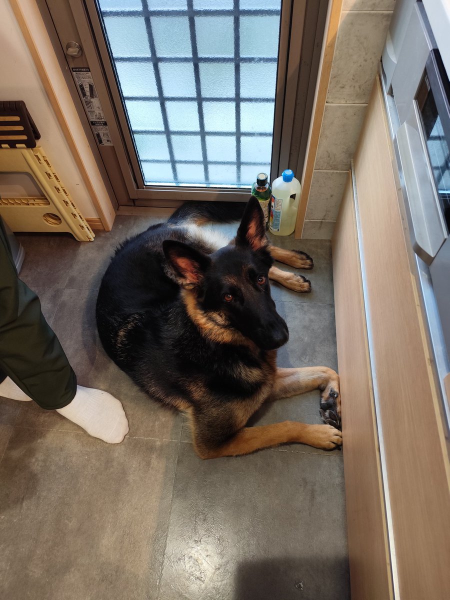 ママ、ずっと待ってるんだけど？砂ズリくれないの？