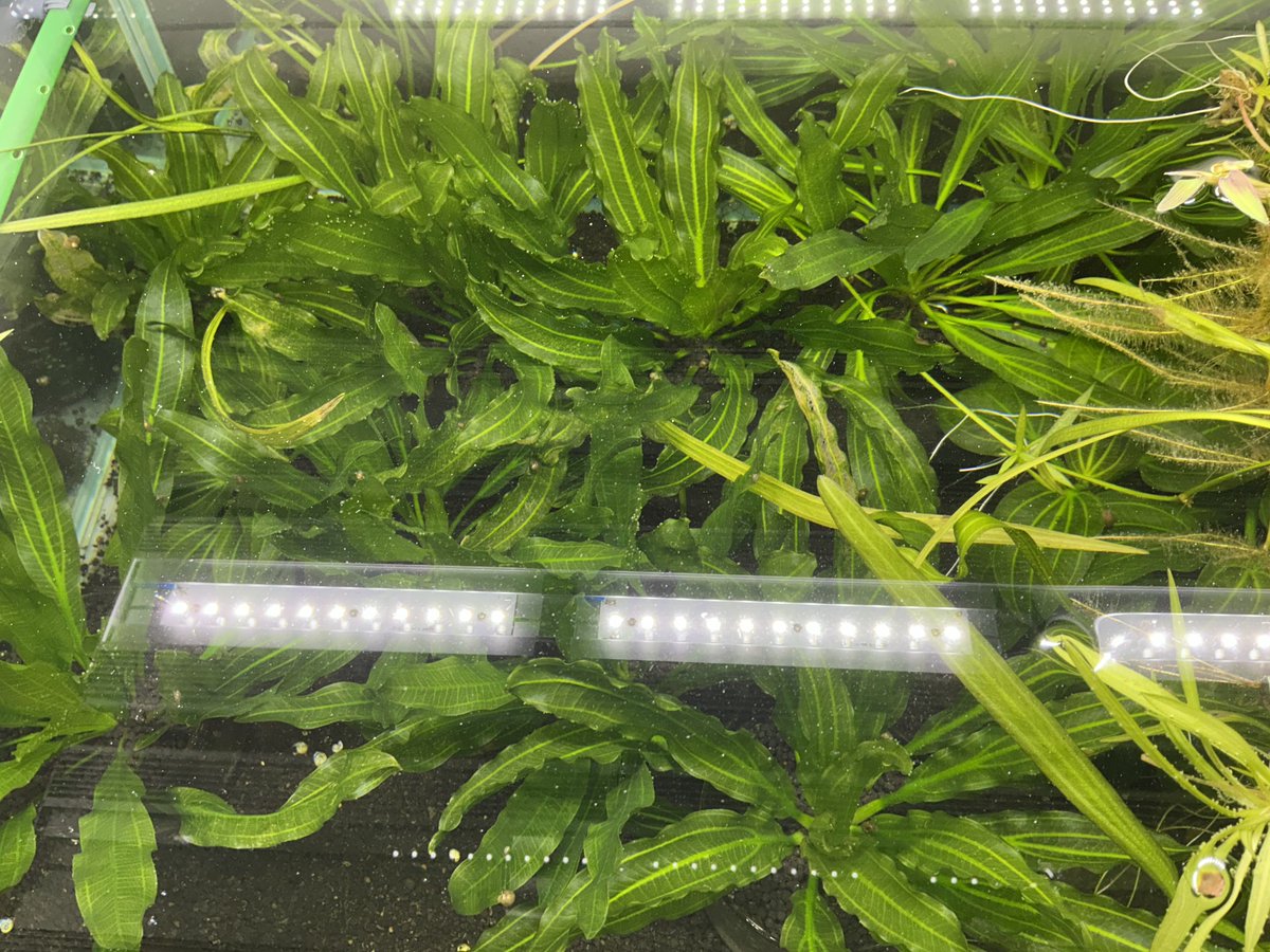 エキノドルス サイサリス 根茎をカットした株も元気に成長中