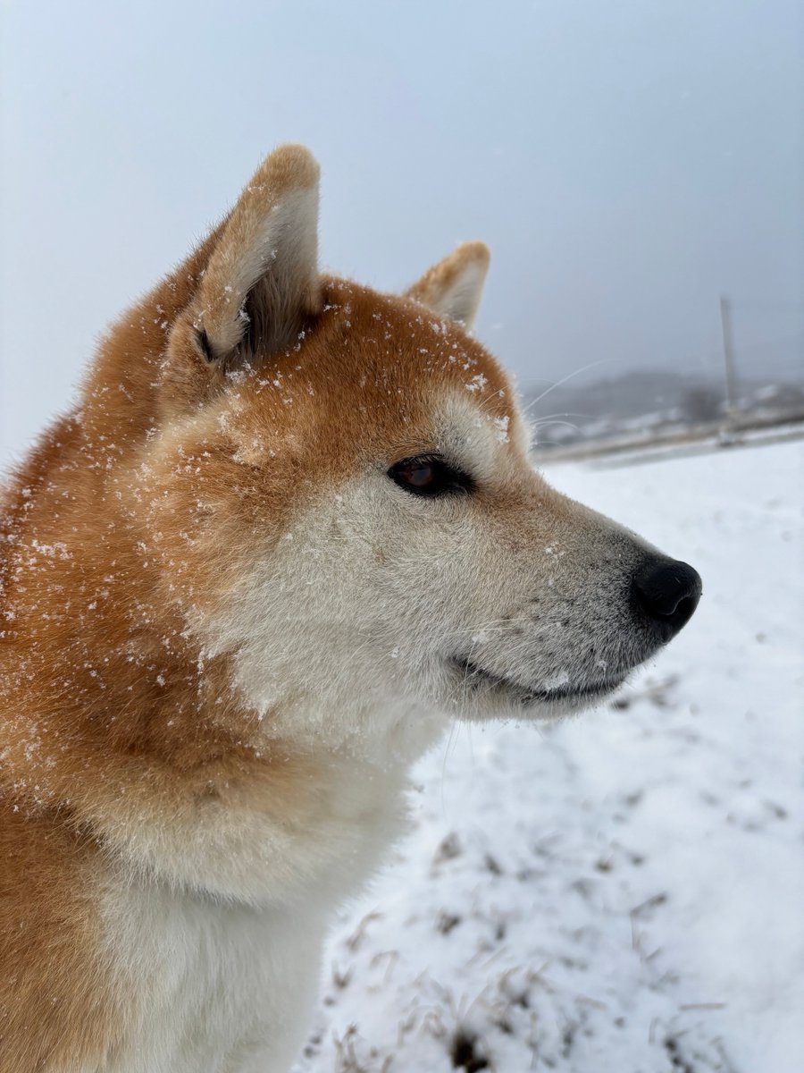 柴犬ティーくん＆パパ (@O3mtY3AYytd1wzu) / Posts / X