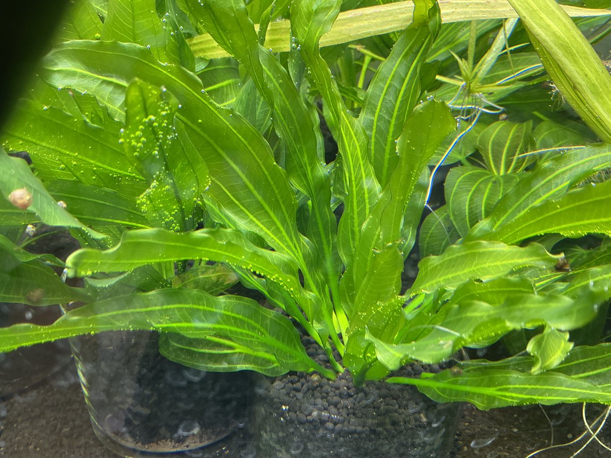 エキノドルス　サイサリス エキノドルス サイサリス 根茎をカットした株も元気に成長中