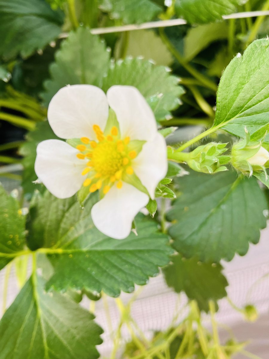 雪の中、いちごを狩ってきました🍓
お腹も心も満たされました☺️