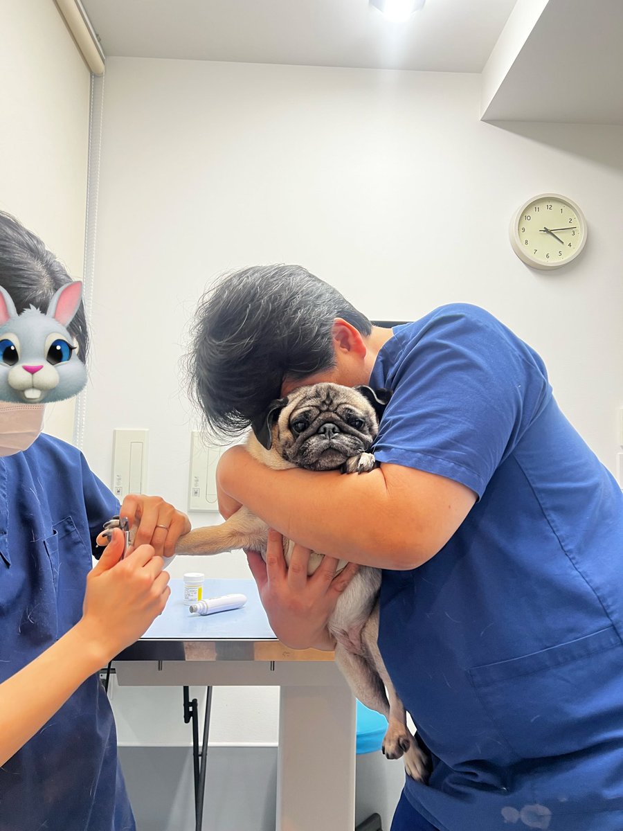 爪切りで暴れ倒したことにより、空中戦にもつれこんだ犬🐶(先生が愛のハグ)#パグ