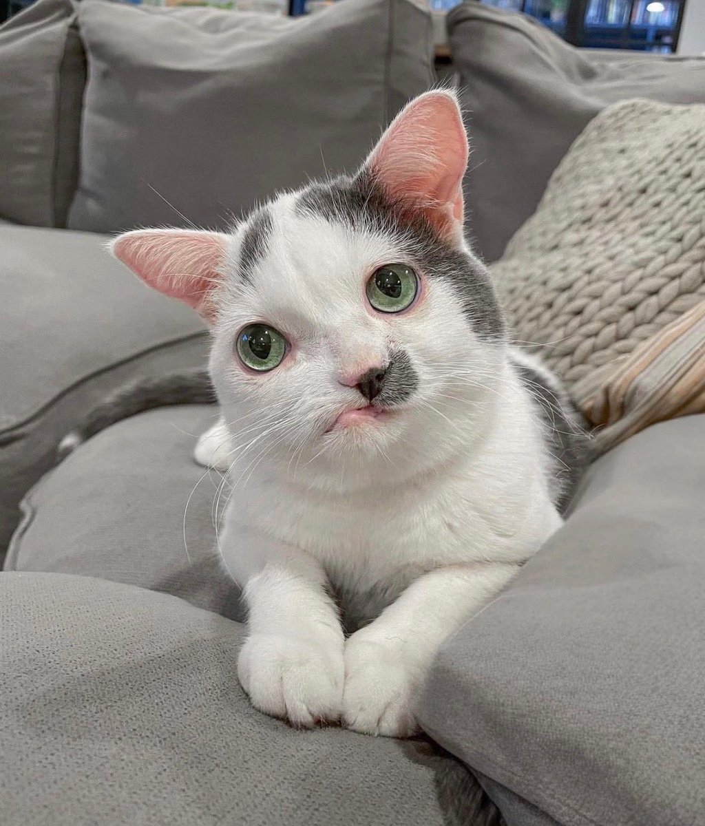 Say hi to Pokee or have a terrible 2026