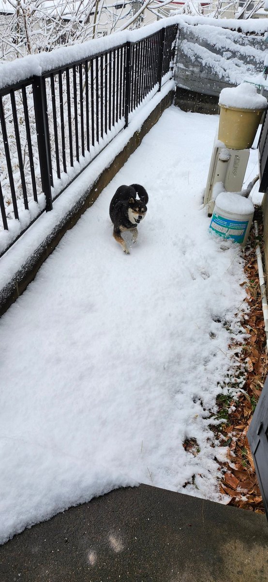 9648genki's tweet image. 今日はまりも地方でも雪が降りました❄