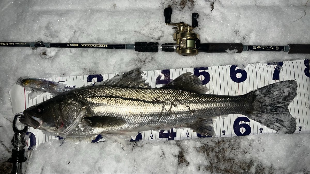 ゆうた tweet media