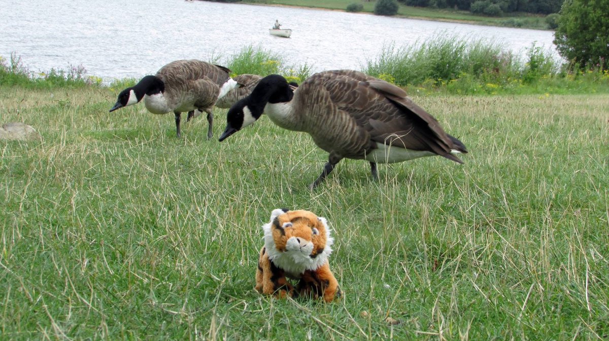 I’m just goosing around today. Hope you have a nice Sunday whatever you’re up to.. 🐯

#TopTigerTime